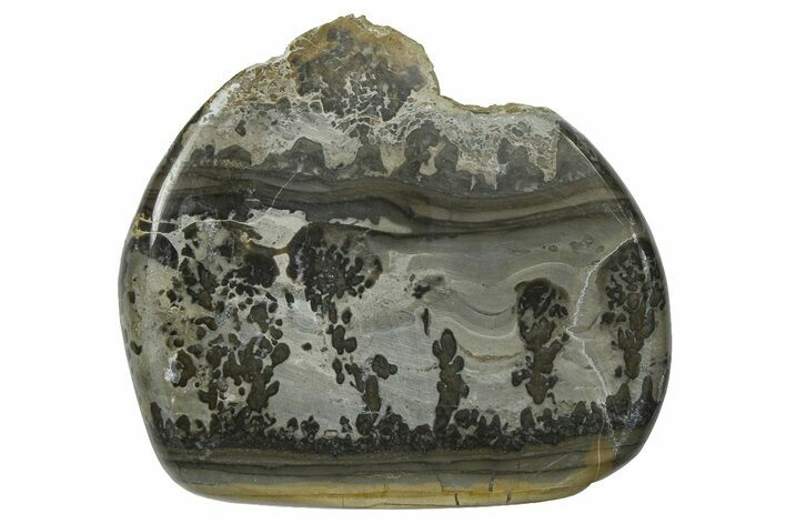 Triassic Aged Stromatolite Fossil - England #365752